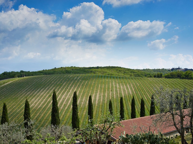 Vineyards