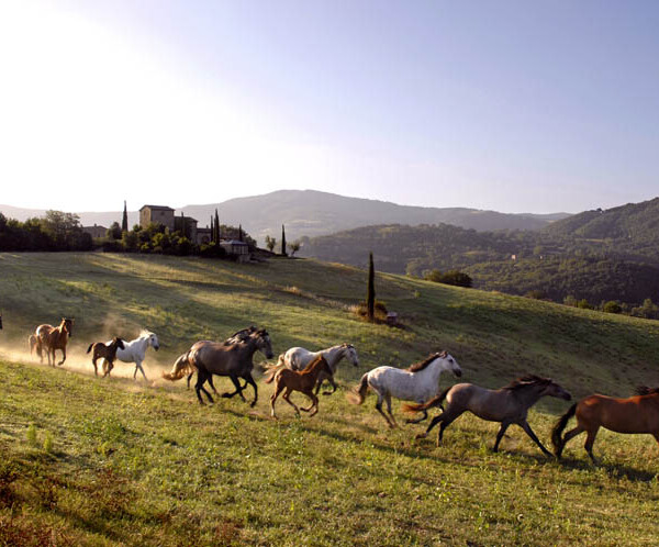 Castello di Reschio