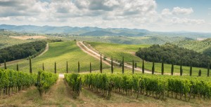 Weinstöcke in der Toskana