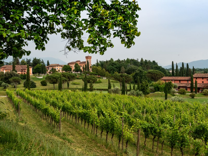 Castello di Spessa_vigne_estate