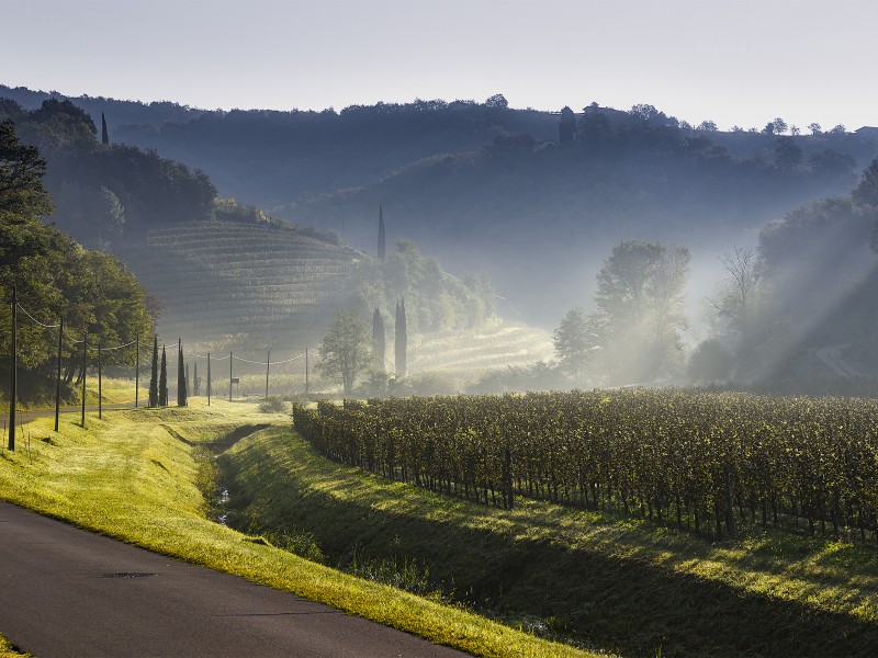 T7 - VENICA & VENICA _Wine Resort _Dolegna del Collio _Vineyard JESERA 4 _3000x2000 _300dpi _Photo ©Carola Nitsch