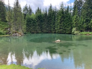 Oberhofalm -Almsee