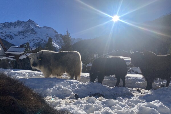 Yaks bei Sulden